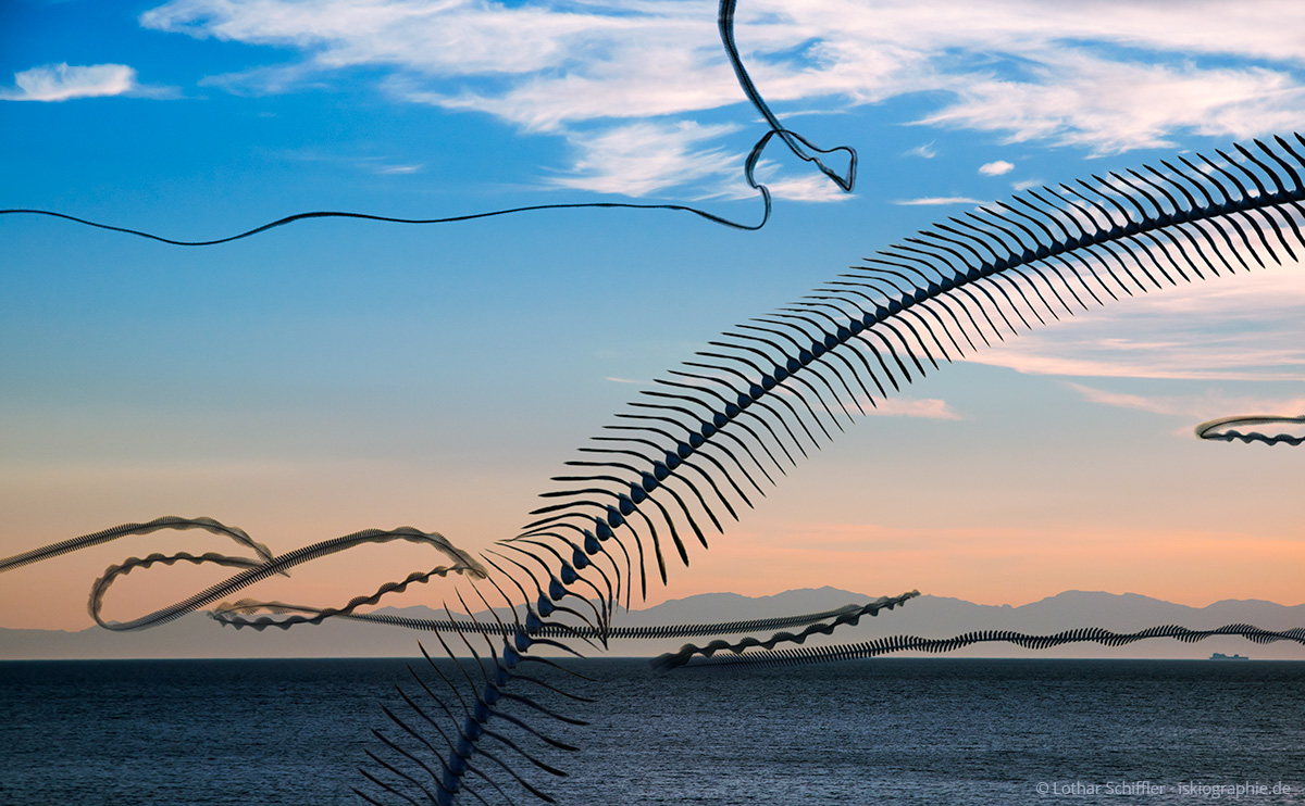 AIRLINES XIV-9 · Möwen vor der Silhouette von Korsika · Pomonte · Elba · 2014