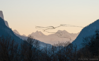 AIRLINES XXII-1 · Balzflug eines Adlerpaars · Nationalpark Berchtesgaden · 40 Sekunden