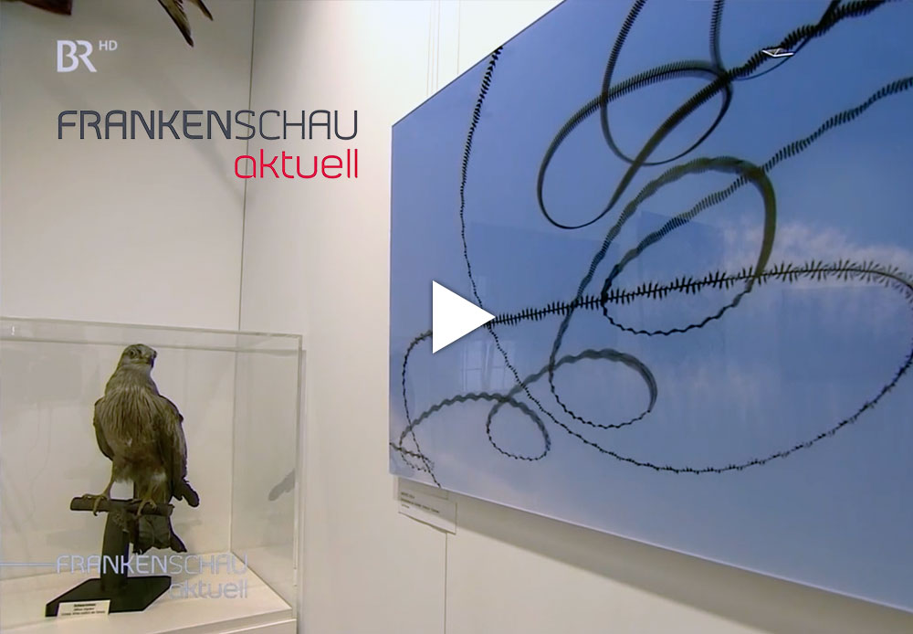 Thumbnail zum Video "Frankenschau Aktuell - Naturkundemuseum Bamberg - Die Kunst des Vogelflugs"