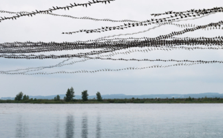 AIRLINES XXI-14 · Kormorane, Möwen, Rheinlagune bei Bregenz · 54 Sekunden AIRLINES XXI-14 · Kormorane, Möwen, Rheinlagune bei Bregenz · 54 Sekunden