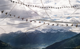 AIRLINES XXII-12 Misteldrosseln · Ortler-Massiv · Vinschgau AIRLINES XXII-12 Misteldrosseln · Ortler-Massiv · Vinschgau · 2:04 Minuten