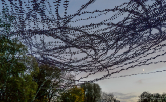 AIRLINES XXII-14 · Krähen · Olympiapark · München · 55 Sek
